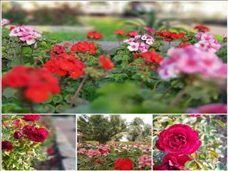 طبیعت زیبای شرکت فولاد خوزستان با همت کارکنان تلاشگر فضای سبز و بهسازی محیط